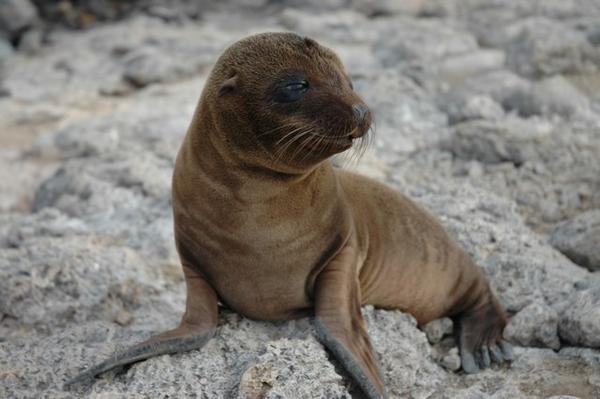 Cutest Sea Lion